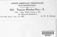 Puccinia menthae image